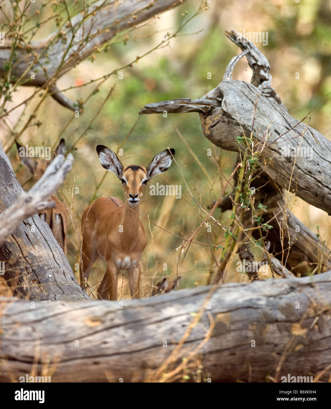 Tanzania, Katavi National Park. A family of Masai giraffes moves along the edge of the Katisunga swamp. Stock Photo