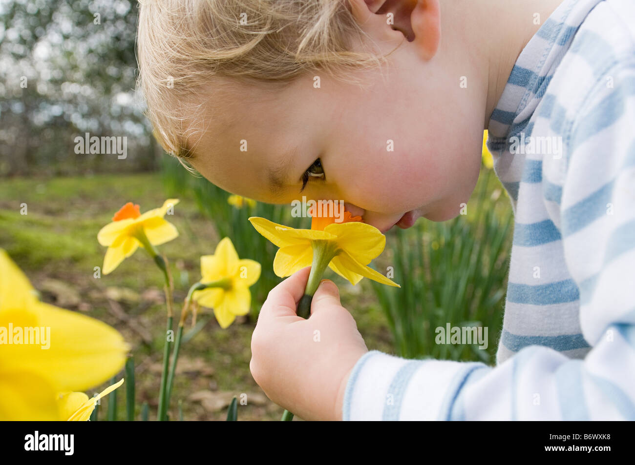 Child smelling daffodil Stock Photo Alamy