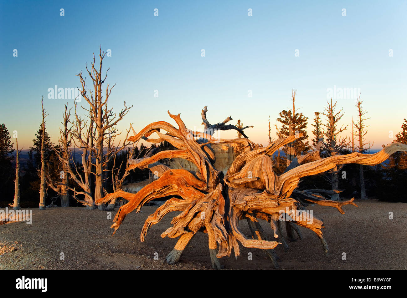 USA, Utah, Bryce Canyon  National Park. Sunset on Bristlecone Pine Trees aged at about 3000 years old Stock Photo