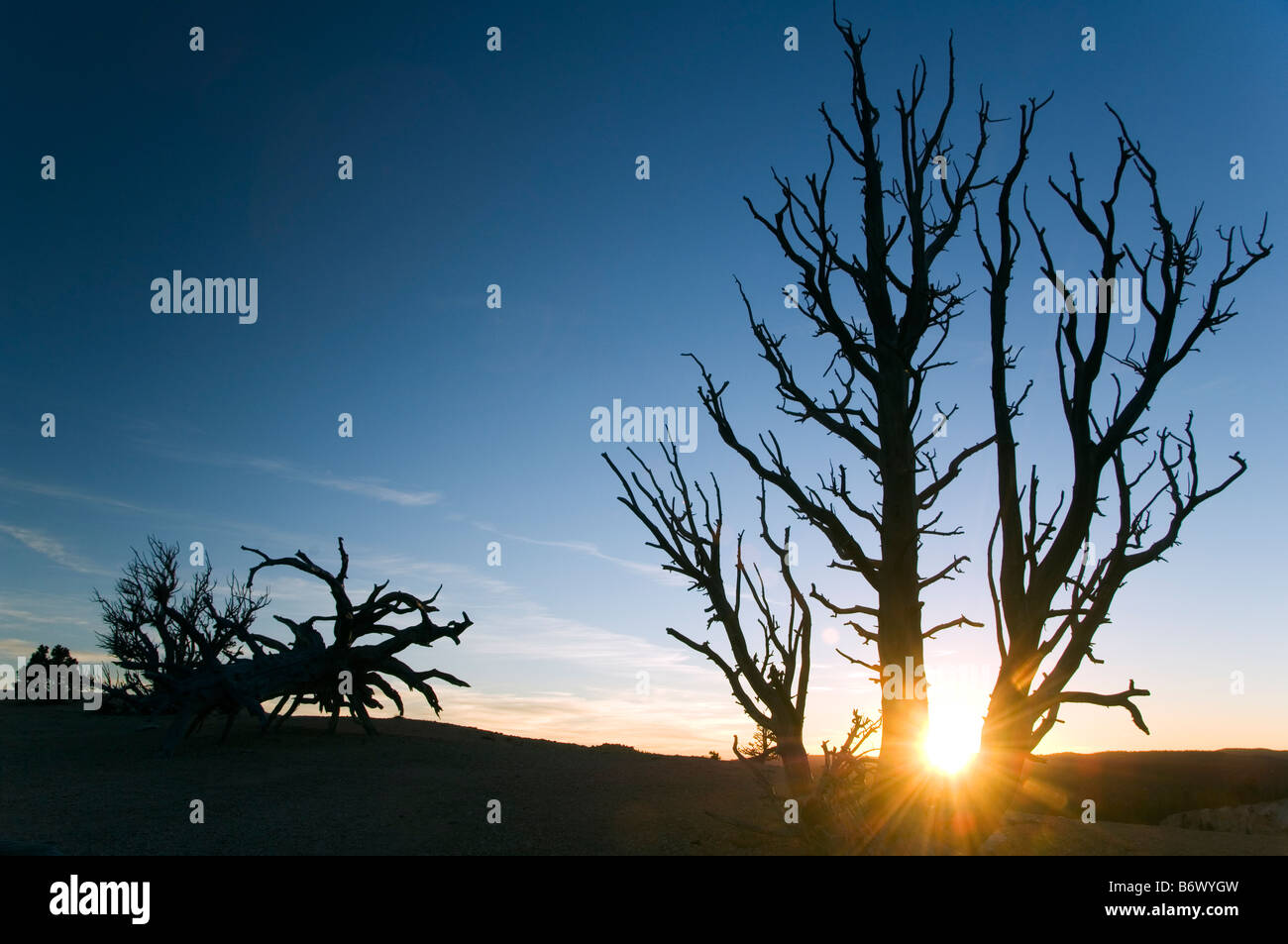 USA, Utah, Bryce Canyon  National Park. Sunset on Bristlecone Pine Trees aged at about 3000 years old Stock Photo