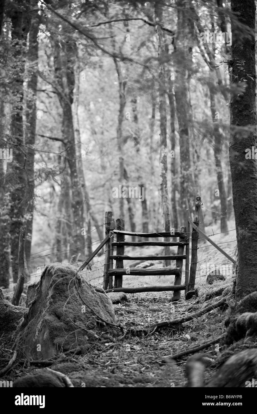 Wales, Conwy, Snowdonia. A rustic gate across a path through the forest at Nantgywnant Stock Photo
