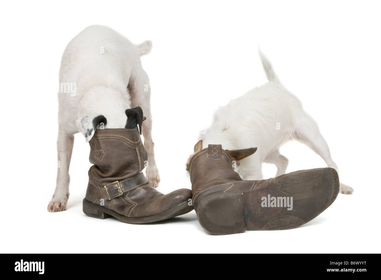 Jack Russell dogs looking for treats in boots Stock Photo Alamy