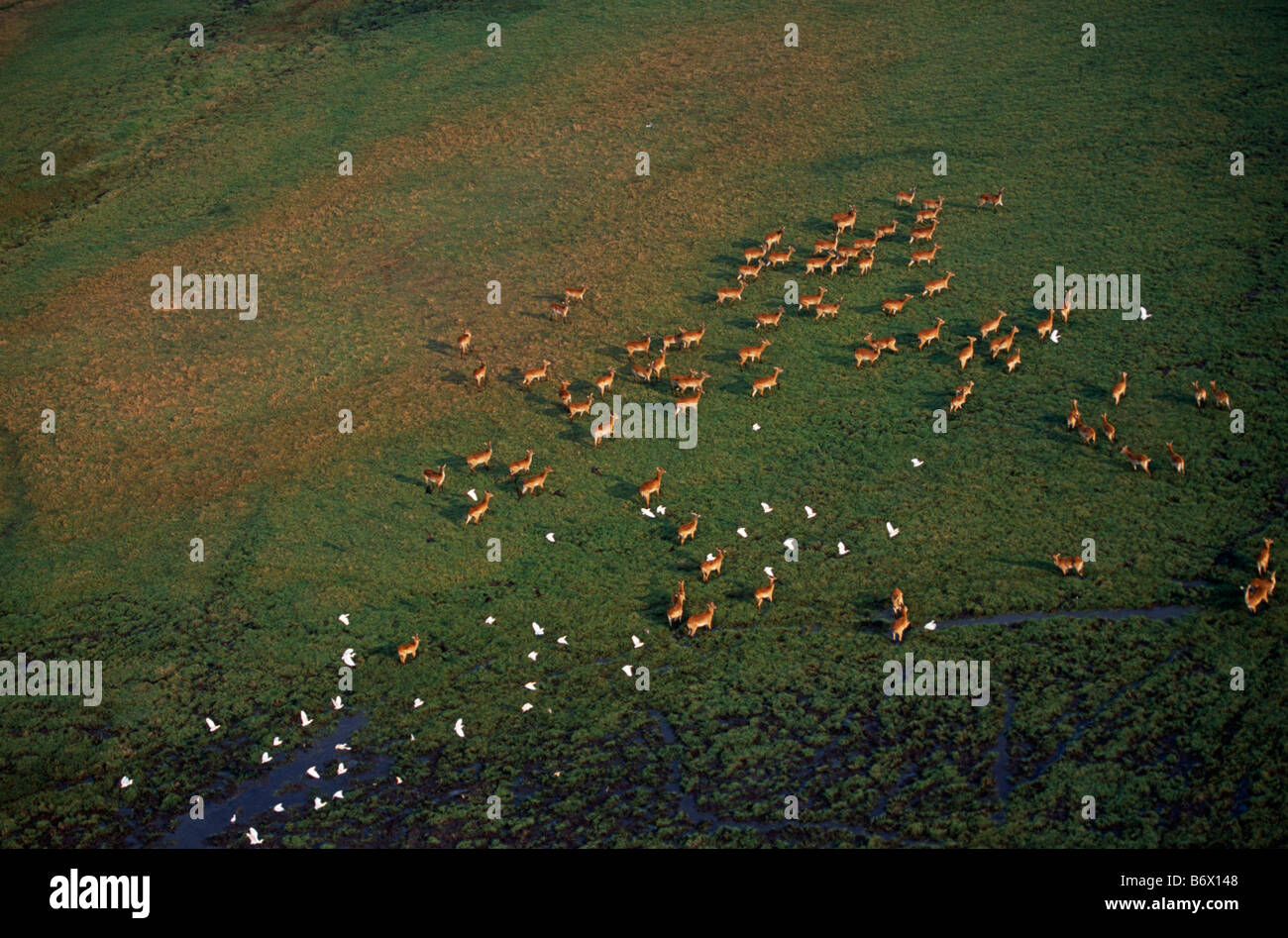 Zambia, Kafue National Park. Aerial view of lechwe herds on Busanga Plains. Stock Photo