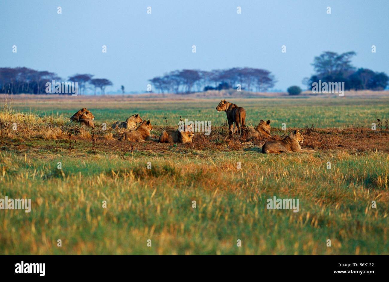 Zambia, Kafue National Park. Pride of lion on Busanga Plain Stock Photo