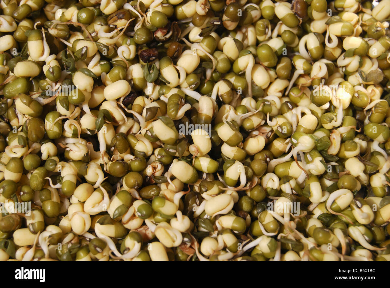 Sprouted green Moong. Stock Photo