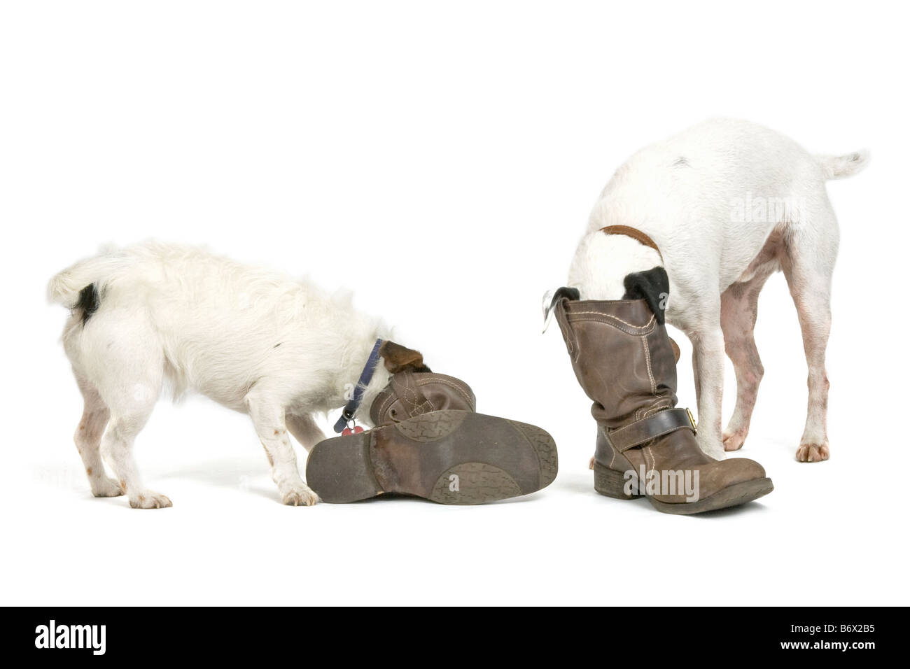 Jack Russell dogs looking for treats in boots Stock Photo Alamy