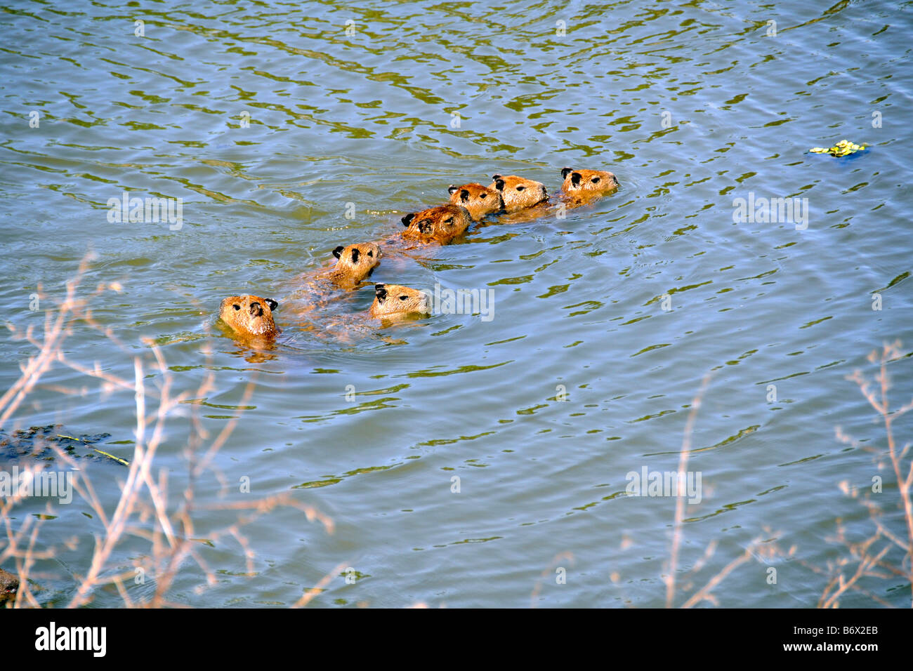 Family of capybaras Hydrochoerus hydrochaeris crosses a stream Miranda Pantanal Mato Grosso do Sul Brazil Stock Photo