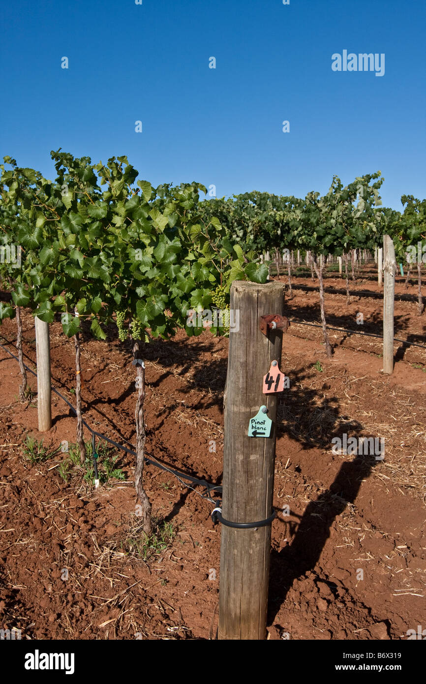 Grapes growing on a trellis. Bethany, Barossa Valley, South Australia ...