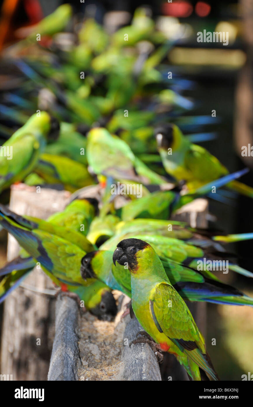 Black hooded parakeet Nandayus nenday Miranda Pantanal Mato Grosso do Sul Brazil Stock Photo
