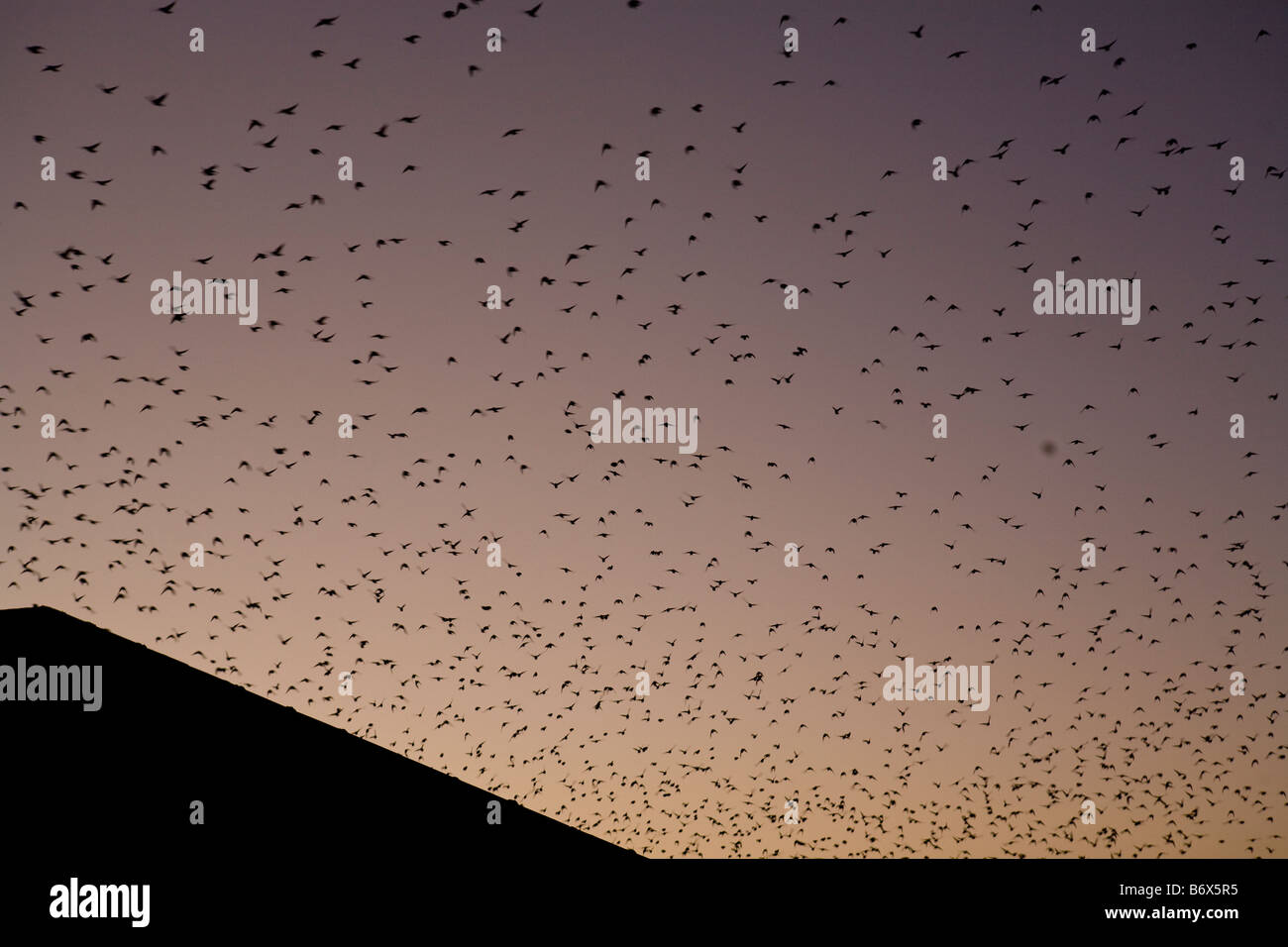 starlings flying en masse at sunset Stock Photo
