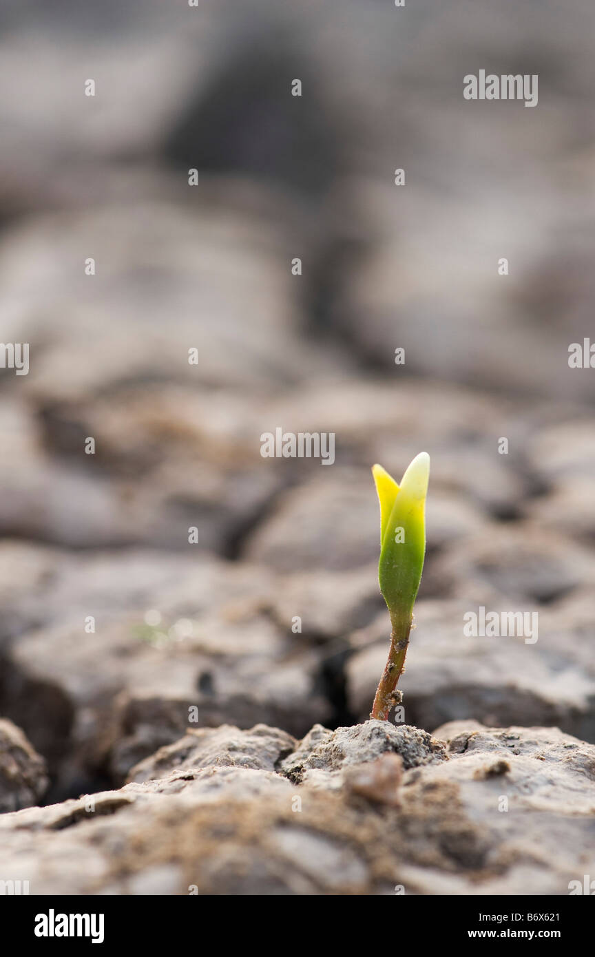 Plant seedling growing through the the dry cracked earth. India Stock Photo
