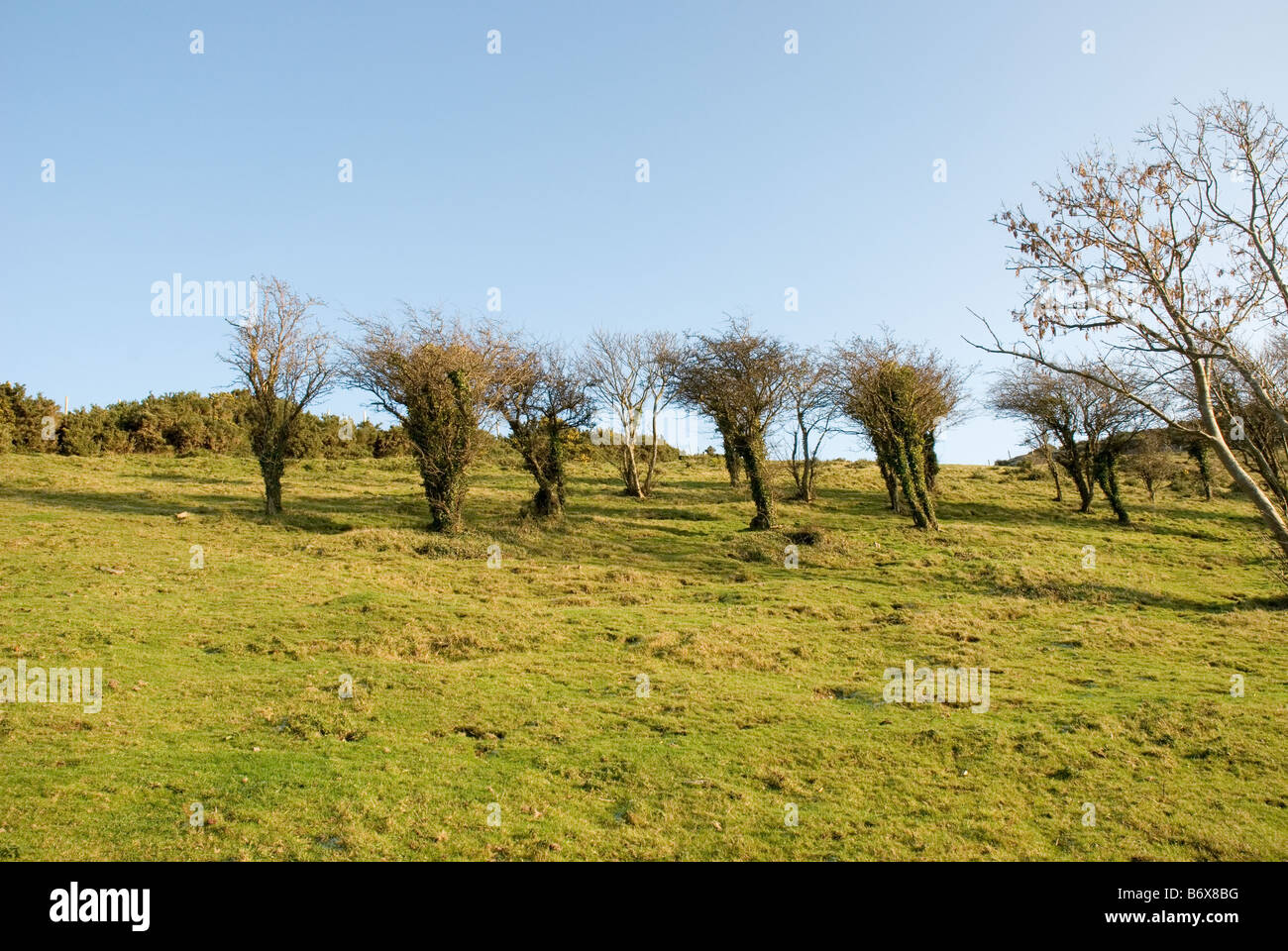 Small trees in a field Stock Photo Alamy