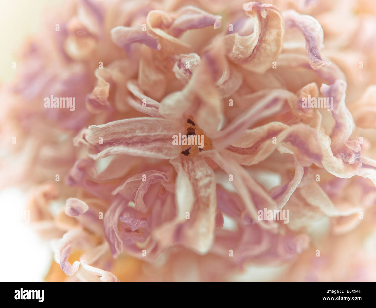 Dried Hyacinth flower close up Stock Photo Alamy