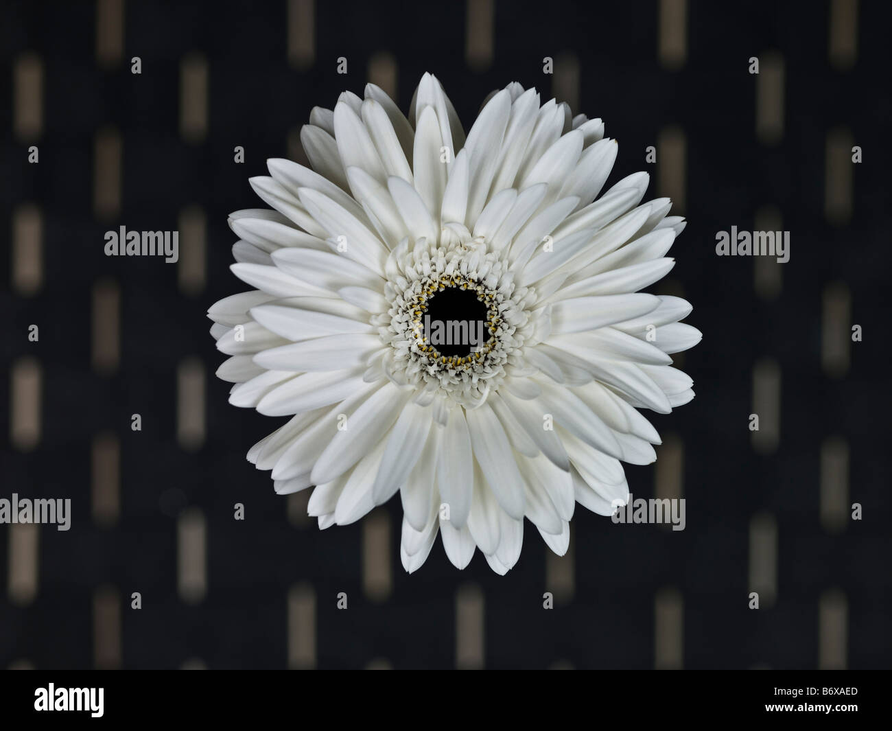 Close up of white Gerbera daisy with wallpaper in background Stock