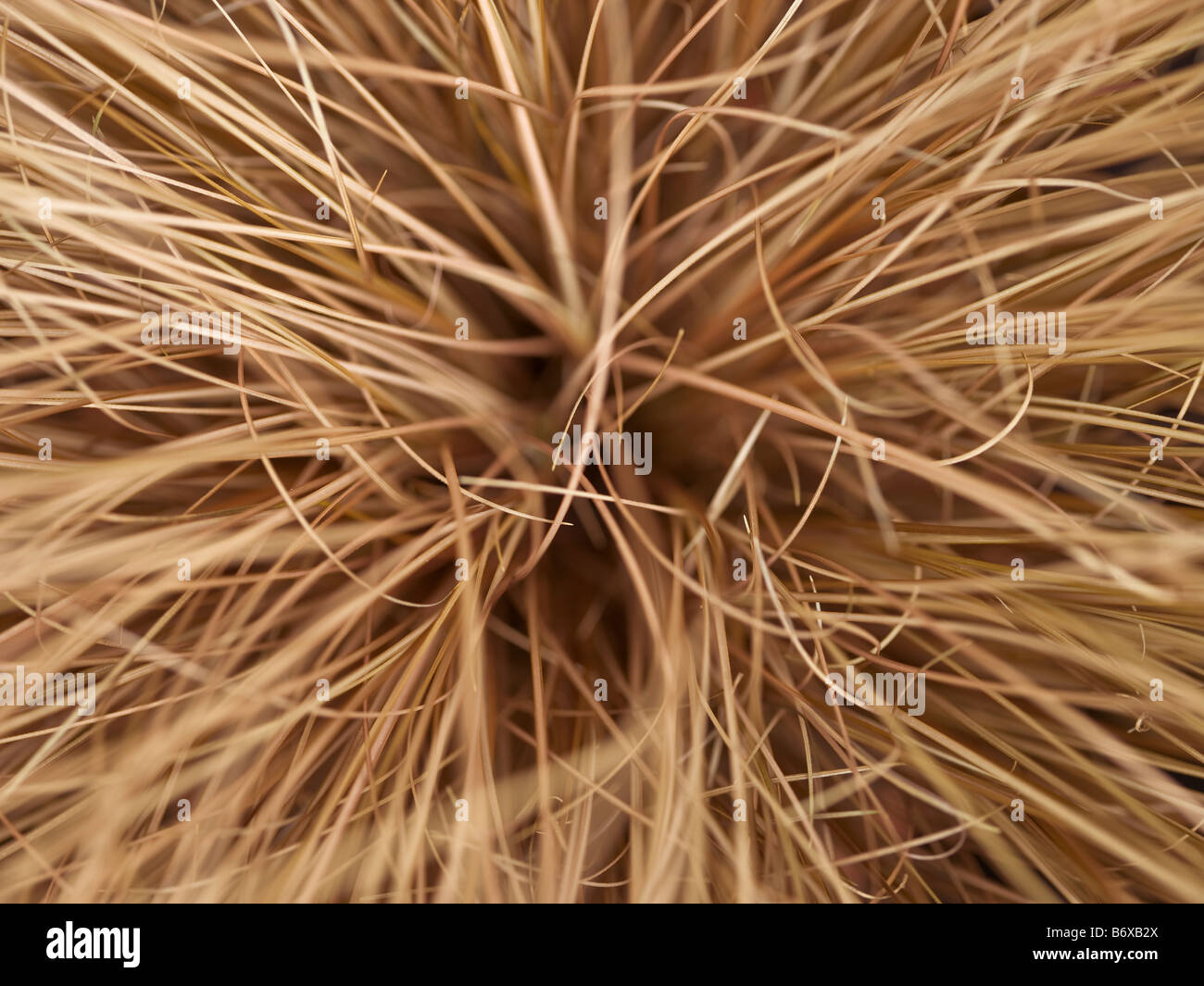 Close up of carex comans full frame Stock Photo