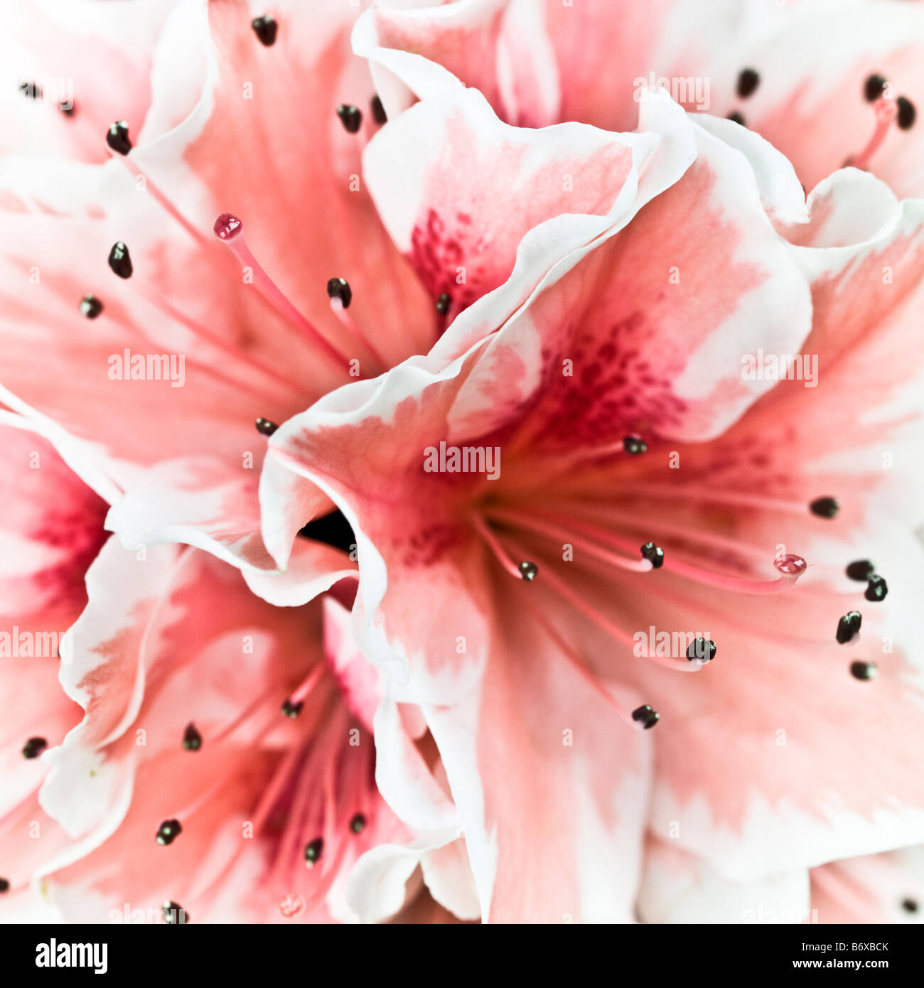 The Azalea
