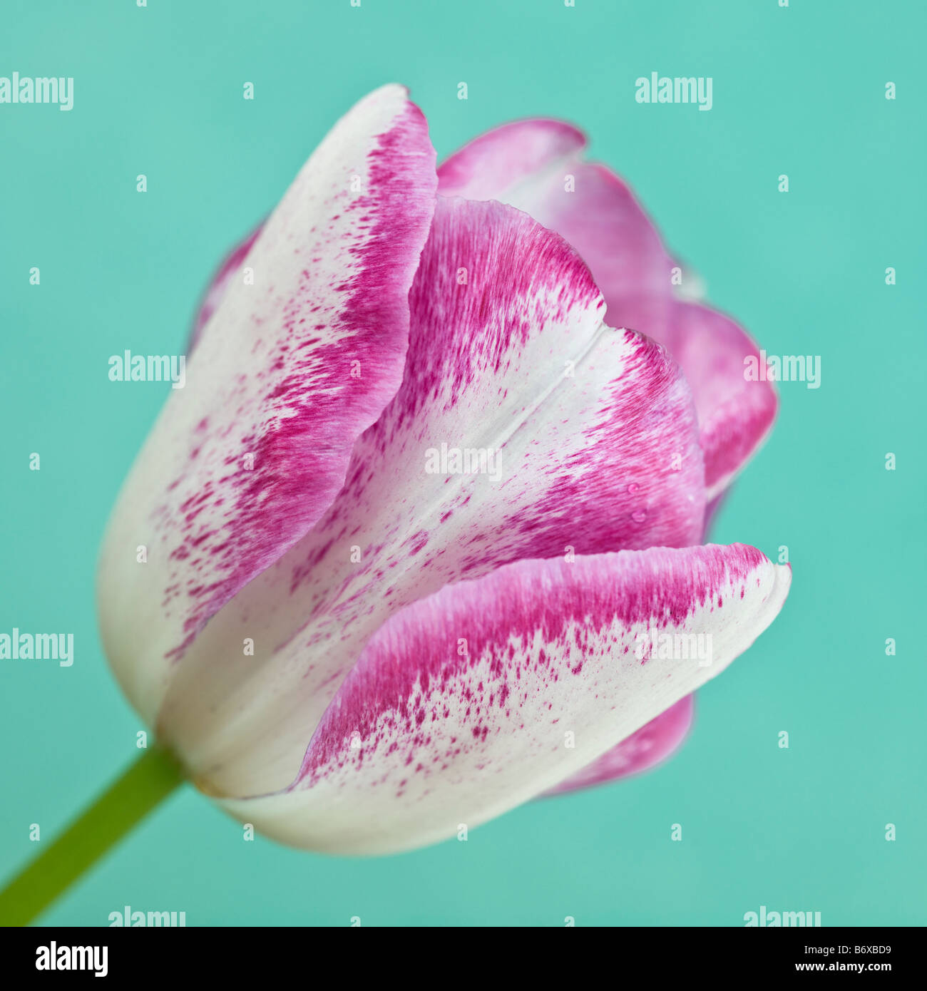 Close up of tulip flower Stock Photo - Alamy