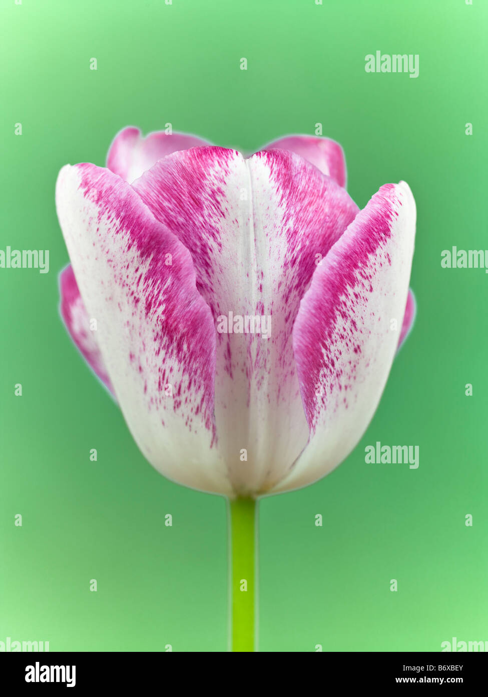 Close up of tulip flower Stock Photo - Alamy