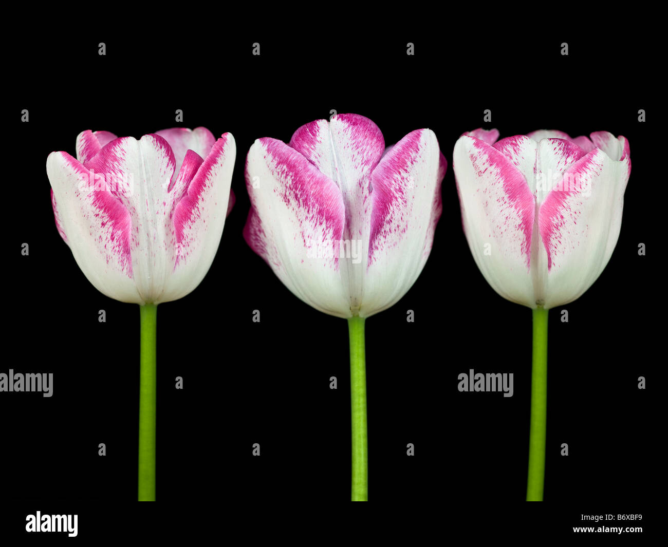 Close up of tulip flower Stock Photo - Alamy