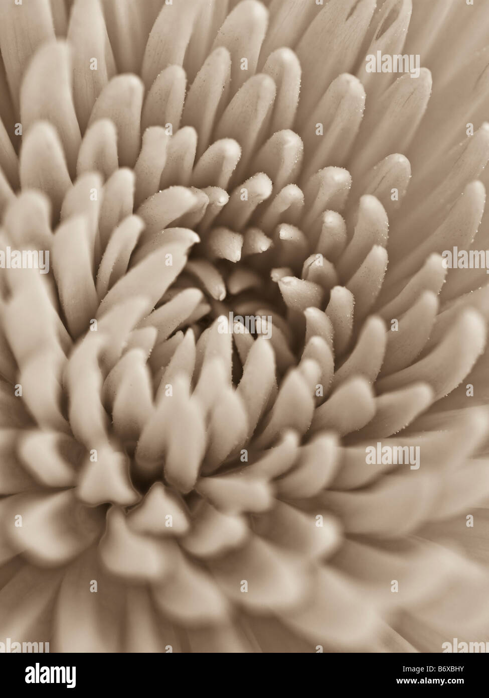 Fragrant chrysanthemum extract hi-res stock photography and images - Alamy