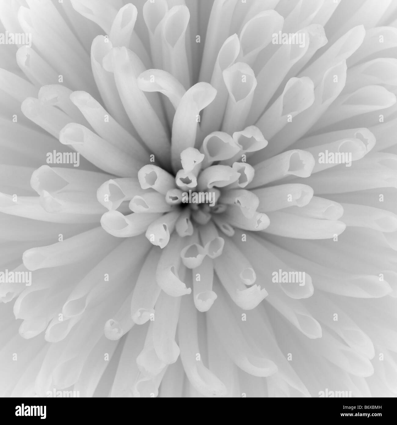 Chrysanthemums Black and White Stock Photos & Images Alamy