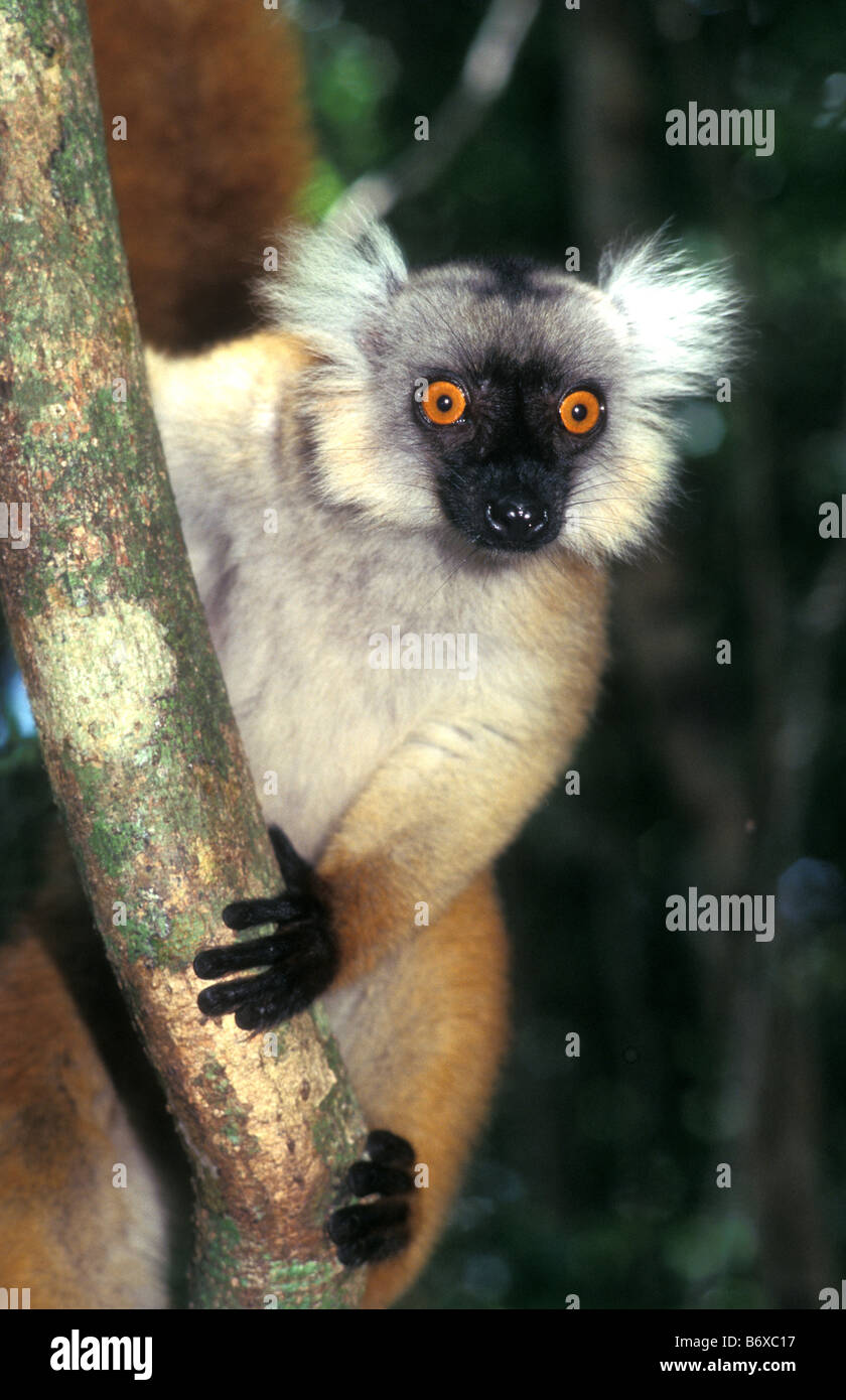 female black lemur lokobe reserve madagascar Stock Photo