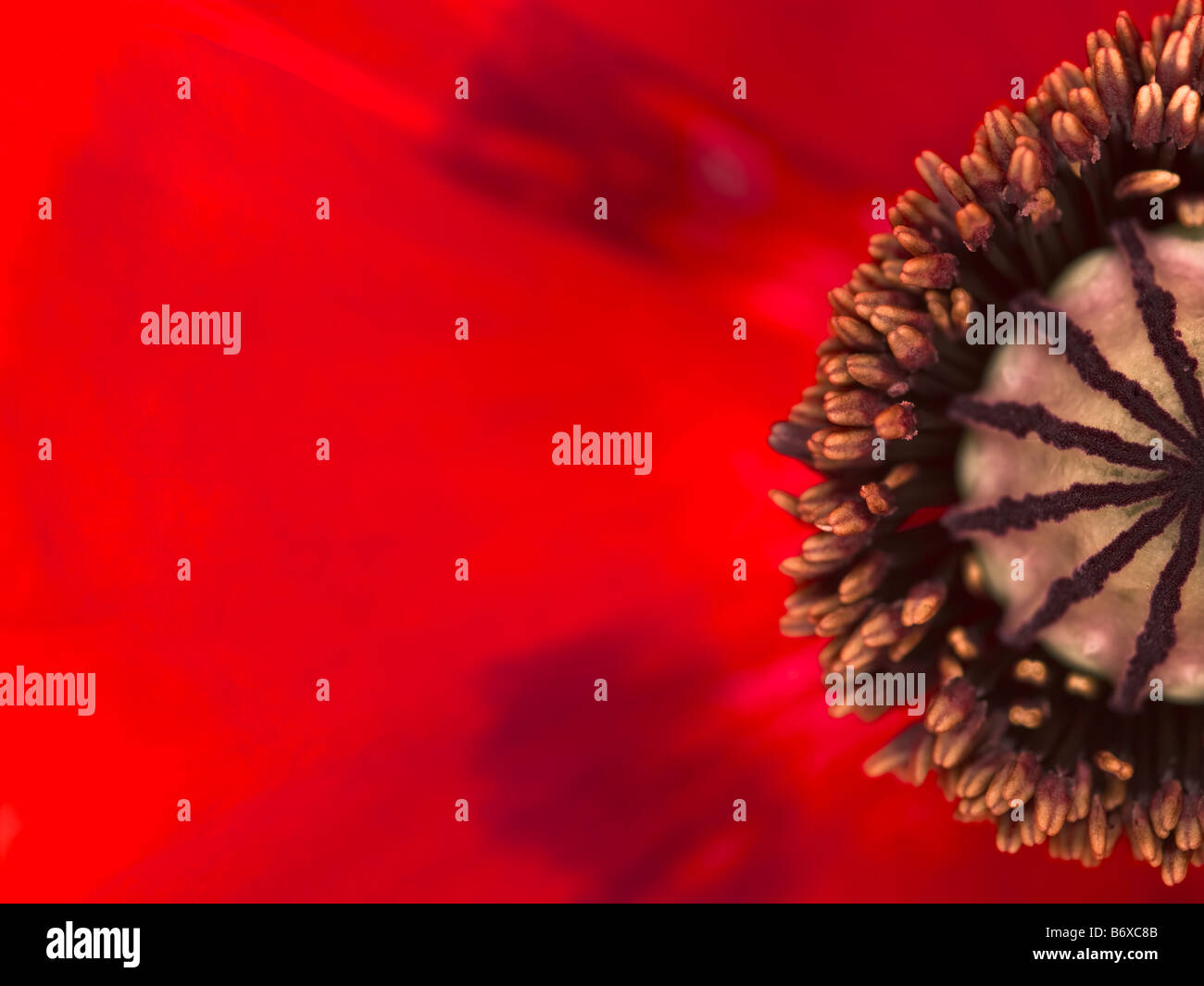 Stigma of oriental poppy close up Stock Photo