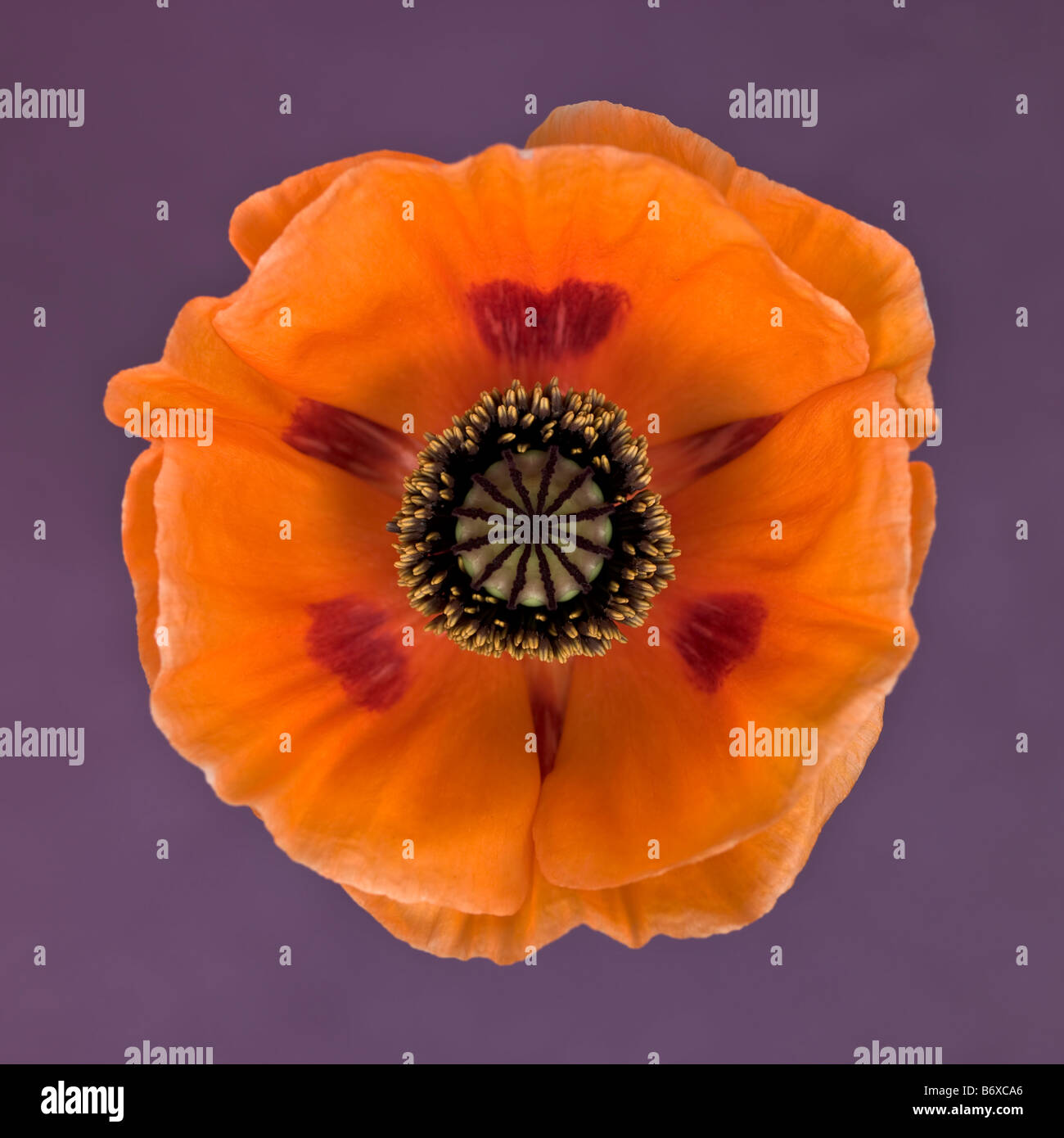 Close up of orange oriental poppy Stock Photo