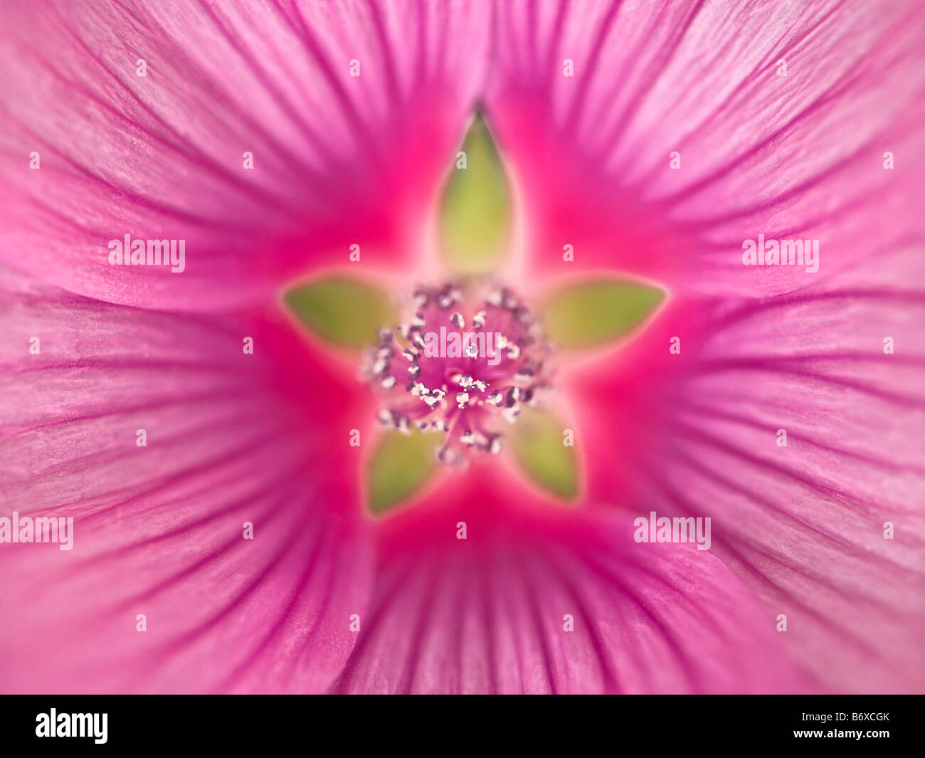 Close up of Pink Lavatera Flower full frame Stock Photo