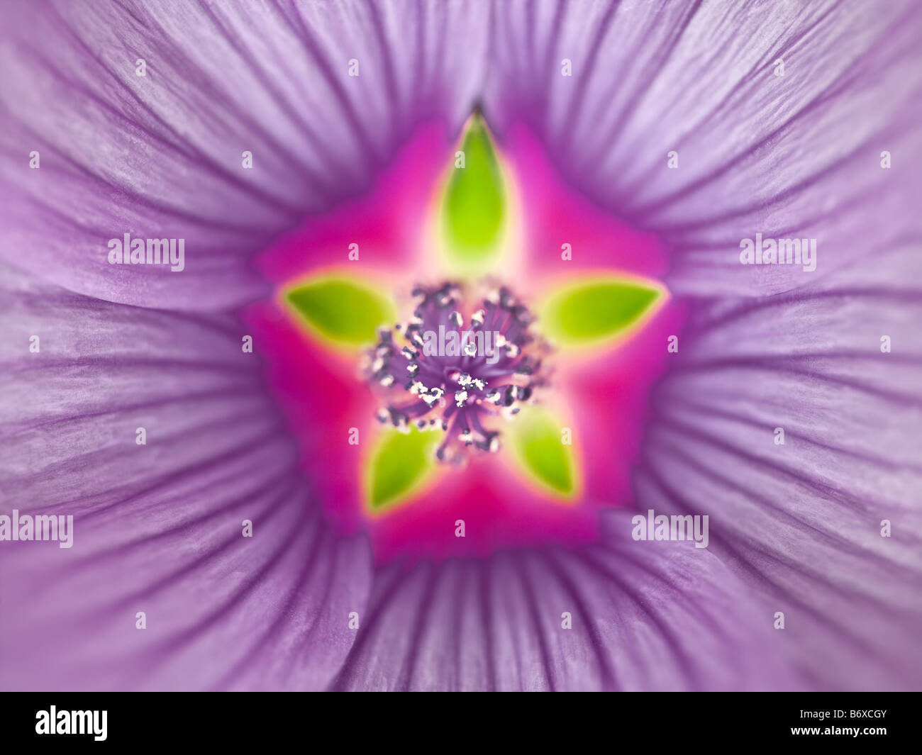 Close up of purple Lavatera Flower full frame Stock Photo