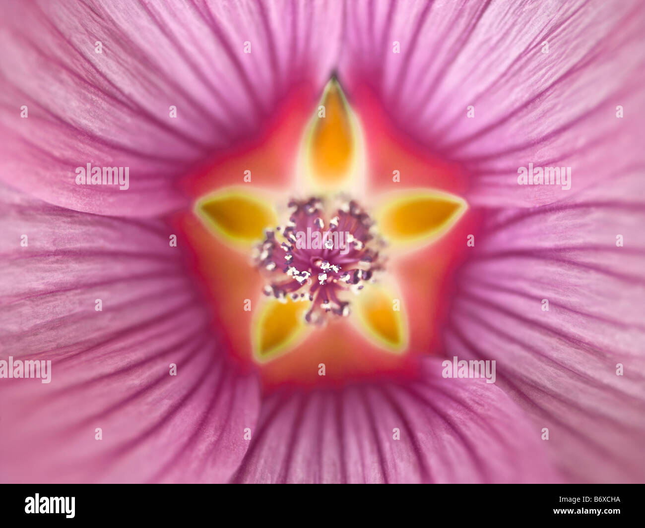 Close up of a Pink Lavatera Flower full frame Stock Photo