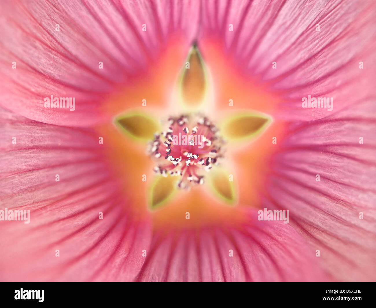 Close up of a Pink Lavatera Flower full frame Stock Photo