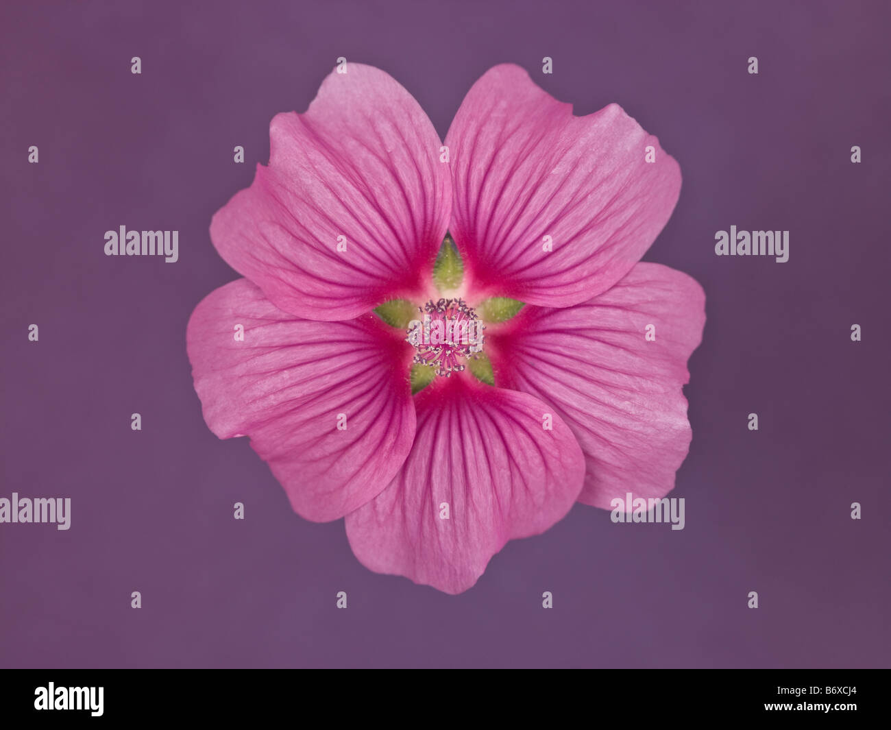 Close up of pink Lavatera Flower Stock Photo