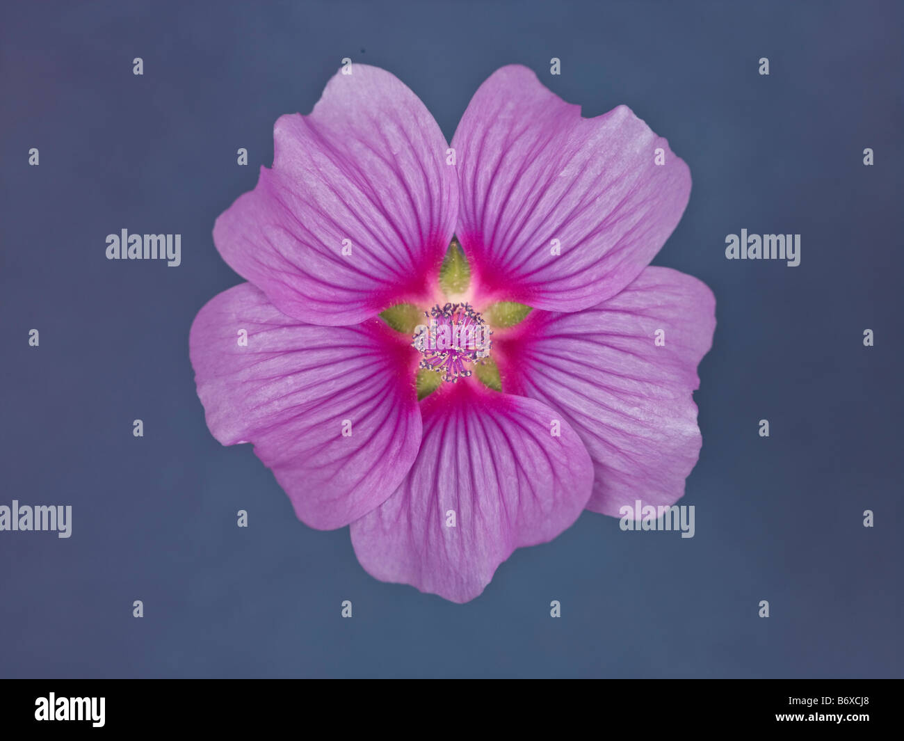 Close up of purple Lavatera Flower Stock Photo