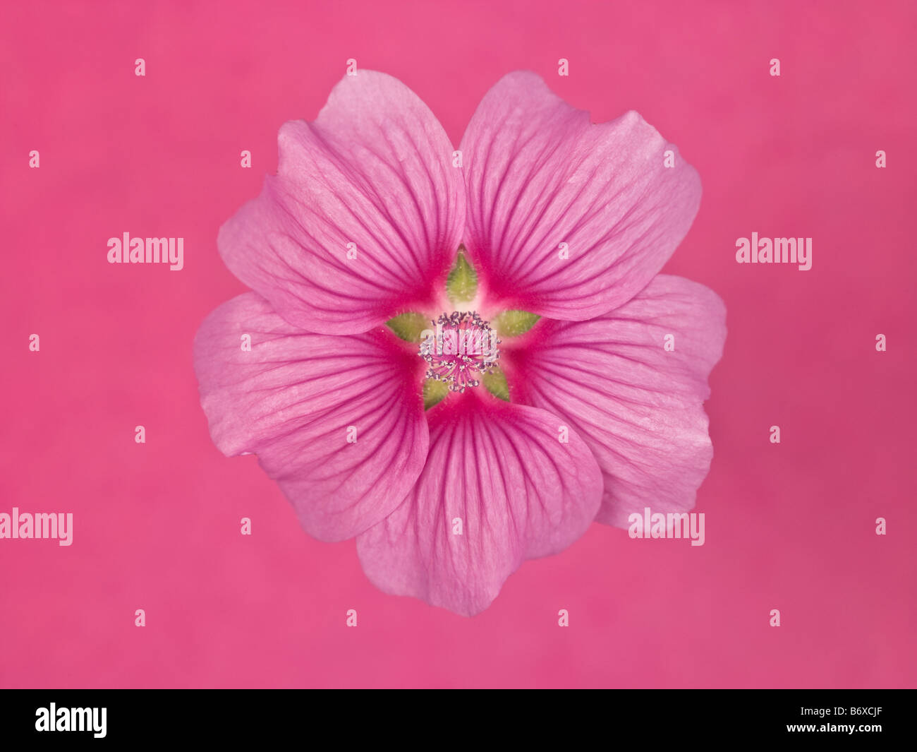 Close up of pink Lavatera Flower Stock Photo