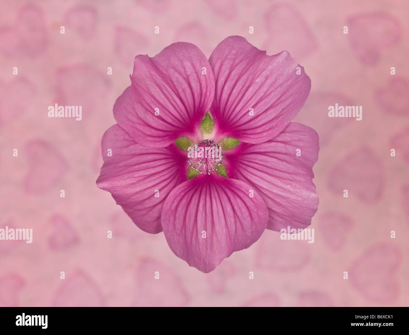 Close up of pink Lavatera Flower with wallpaper in background Stock Photo