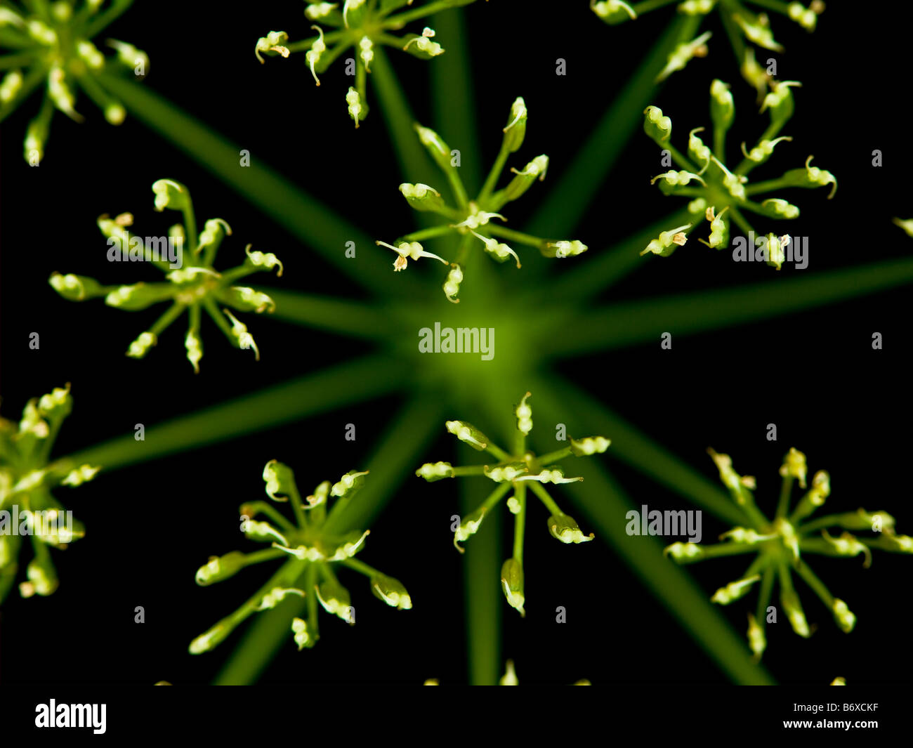 Green Cow parsley close up Stock Photo Alamy