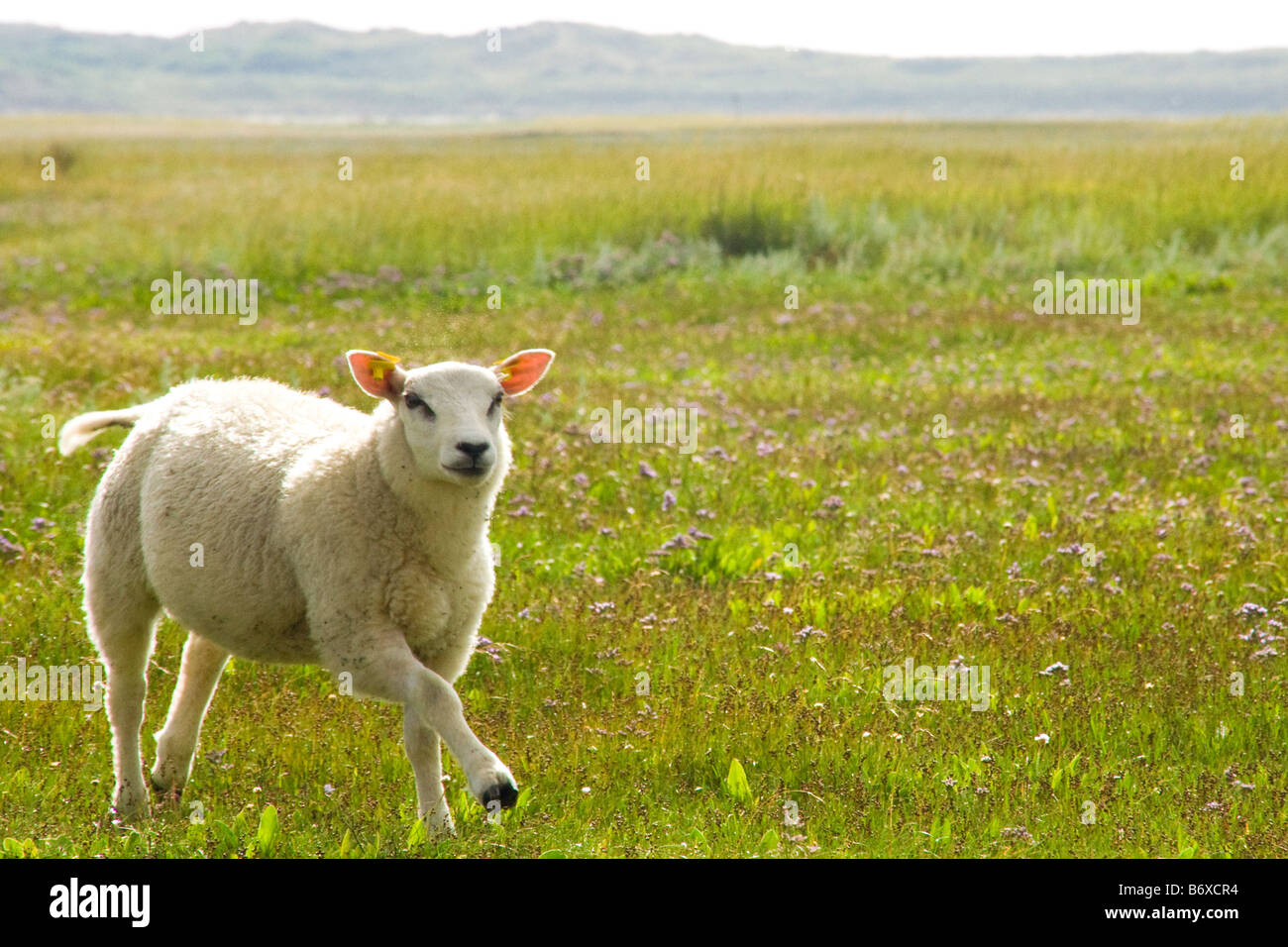 Texel Sheep running through an open landscape Stock Photo