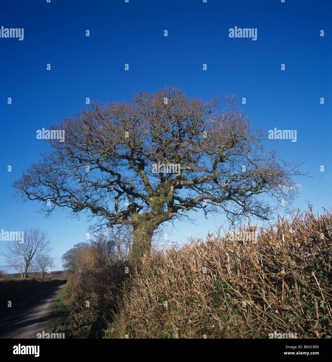 Slightly twisted mature leafless oak tree in Devon hedgerow against a blue winter sky Stock Photo