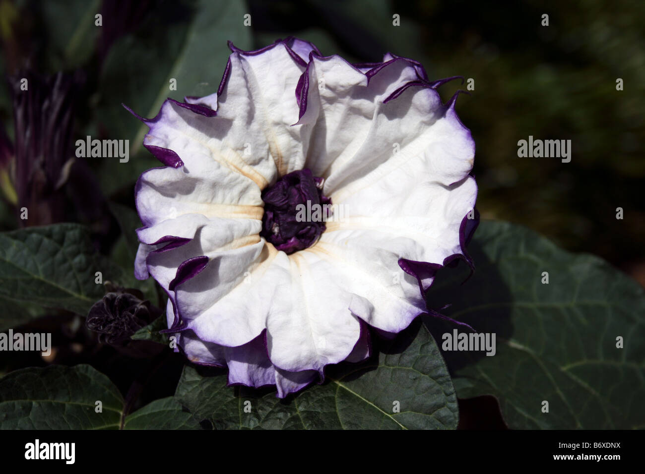 Close-up of Datura metel, commonly known as Angel's Trumpet or Devil's trumpet, Florida. Stock Photo