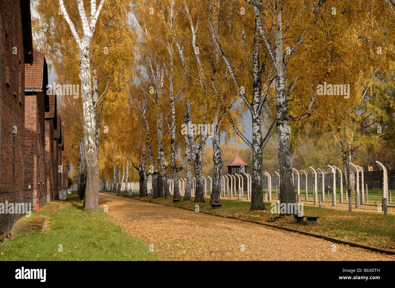 Autumn trees line the perimeter of Auschwitz camp. Stock Photo