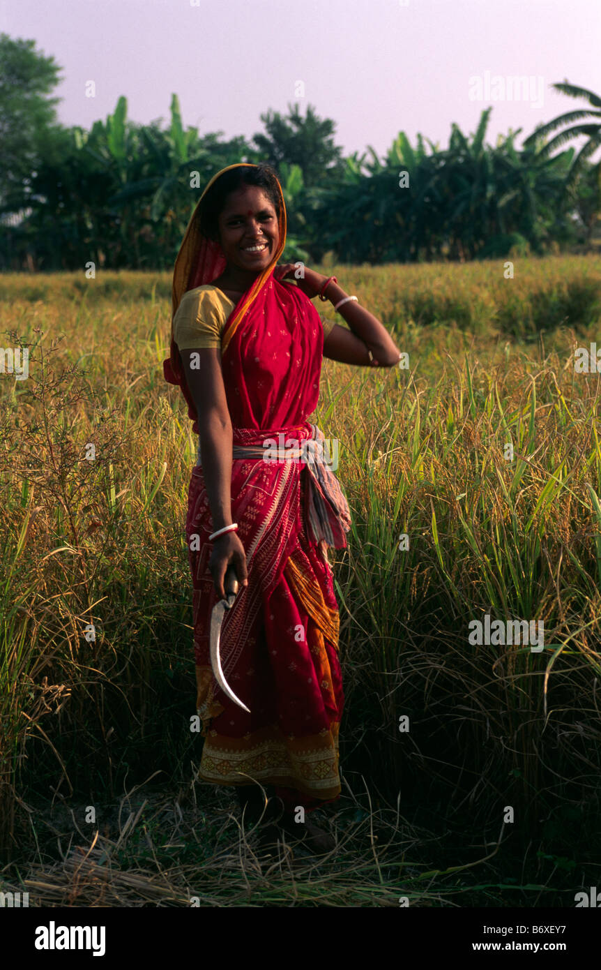 India, West Bengal, Sunderbans, rice harvest, woman farmer Stock Photo