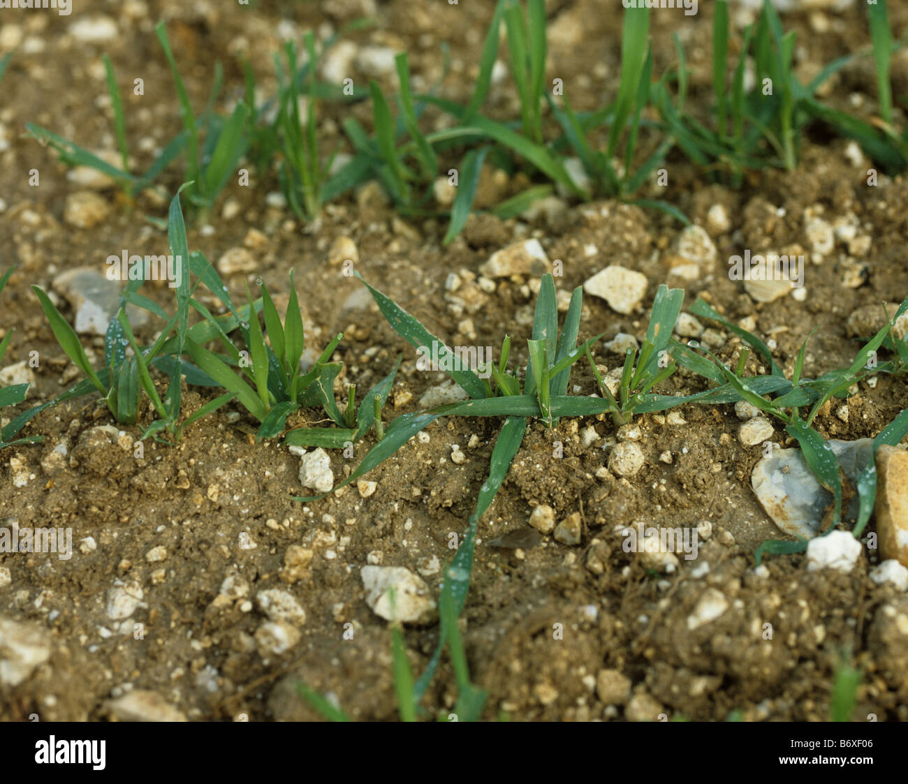 Seedling barley plants grazed by rabbits Hampshire England Stock Photo