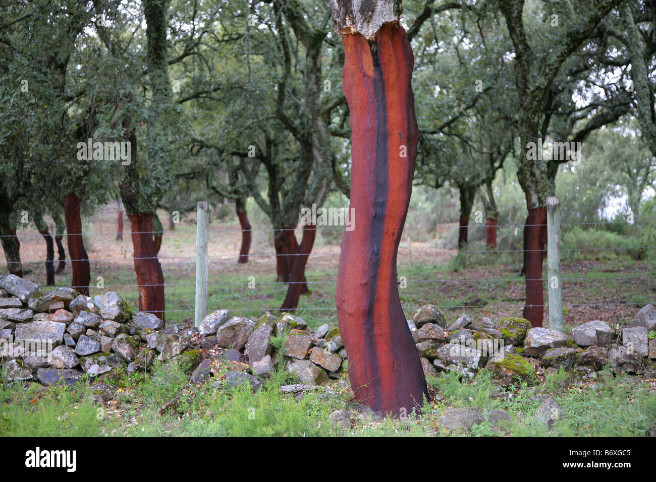 Cork tree in south of Spain Stock Photo Alamy