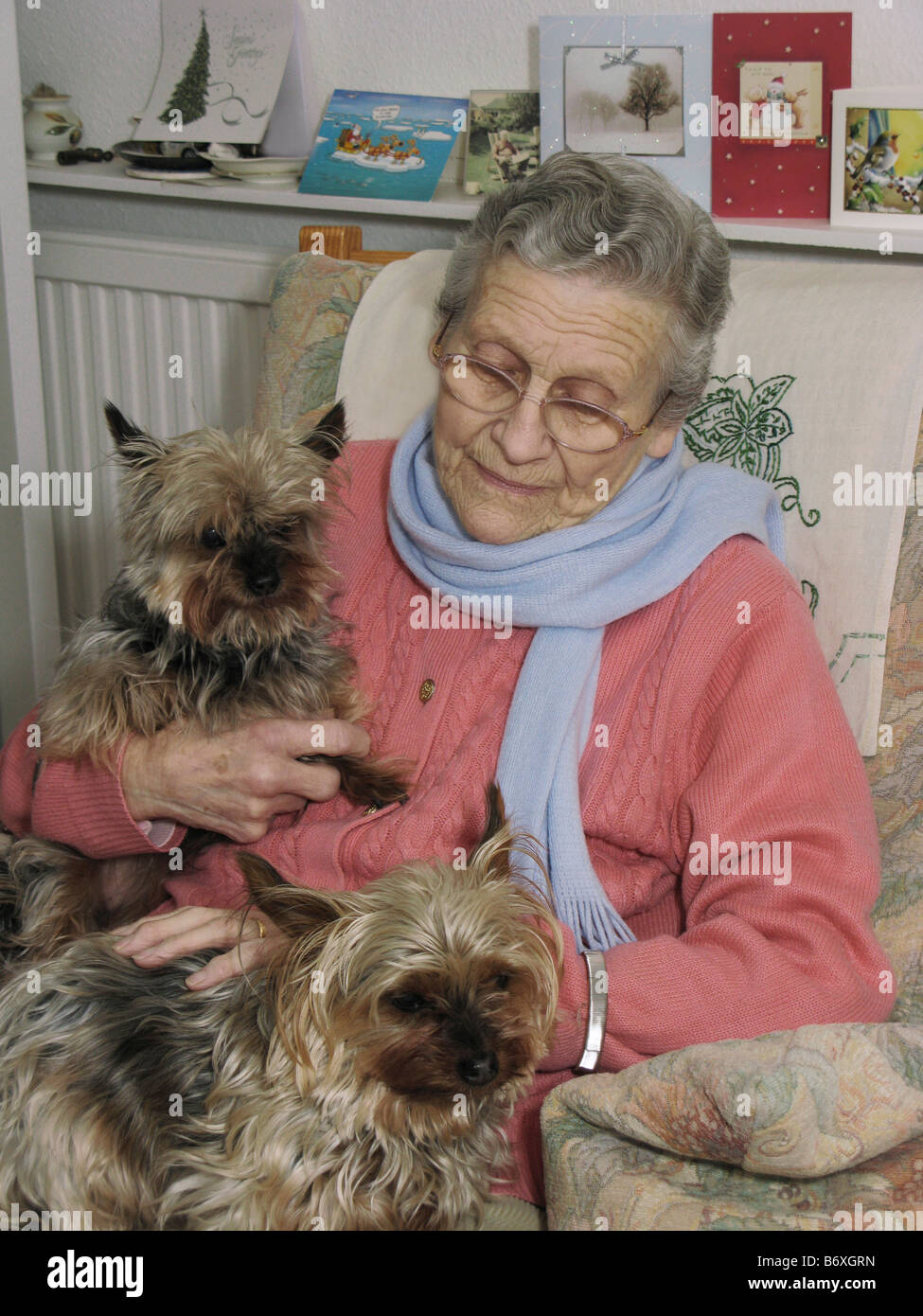 elderly woman feeling sad unhappy at Christmas sitting with her pet yorkies for companionship Stock Photo