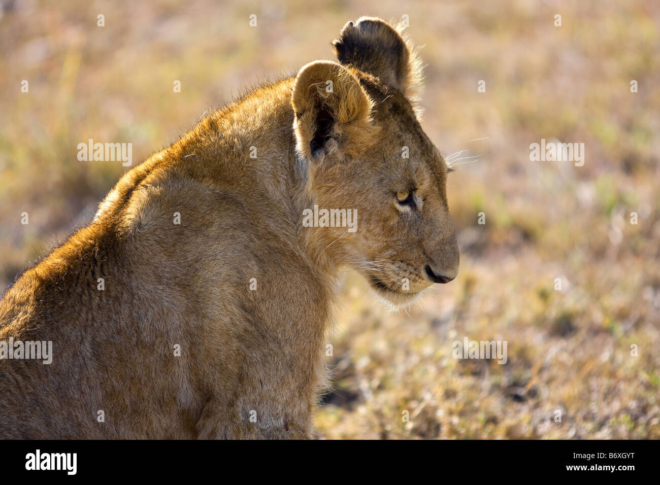 Lioness cub in the Masai Mara Stock Photo