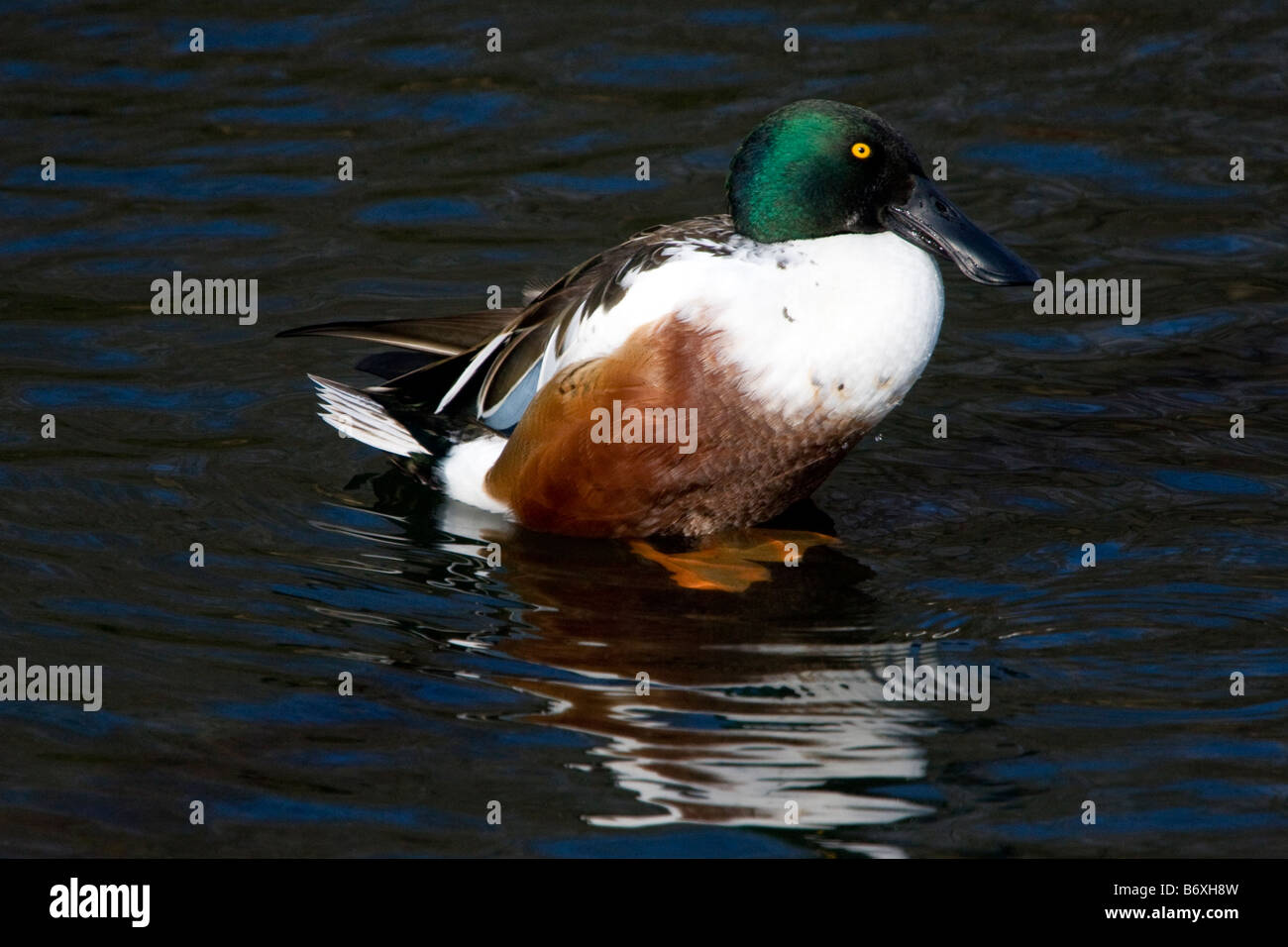 Northern Shoveler duck in pond Stock Photo