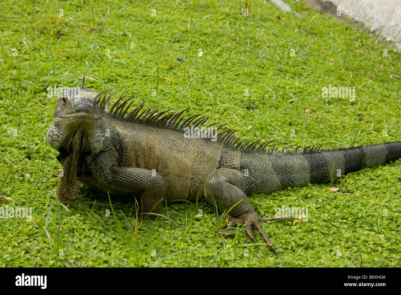 Large green Iguana, (Iguana iguana)  on green grass. Guayaquil Ecuador Horizontal 73078 Ecuador Stock Photo