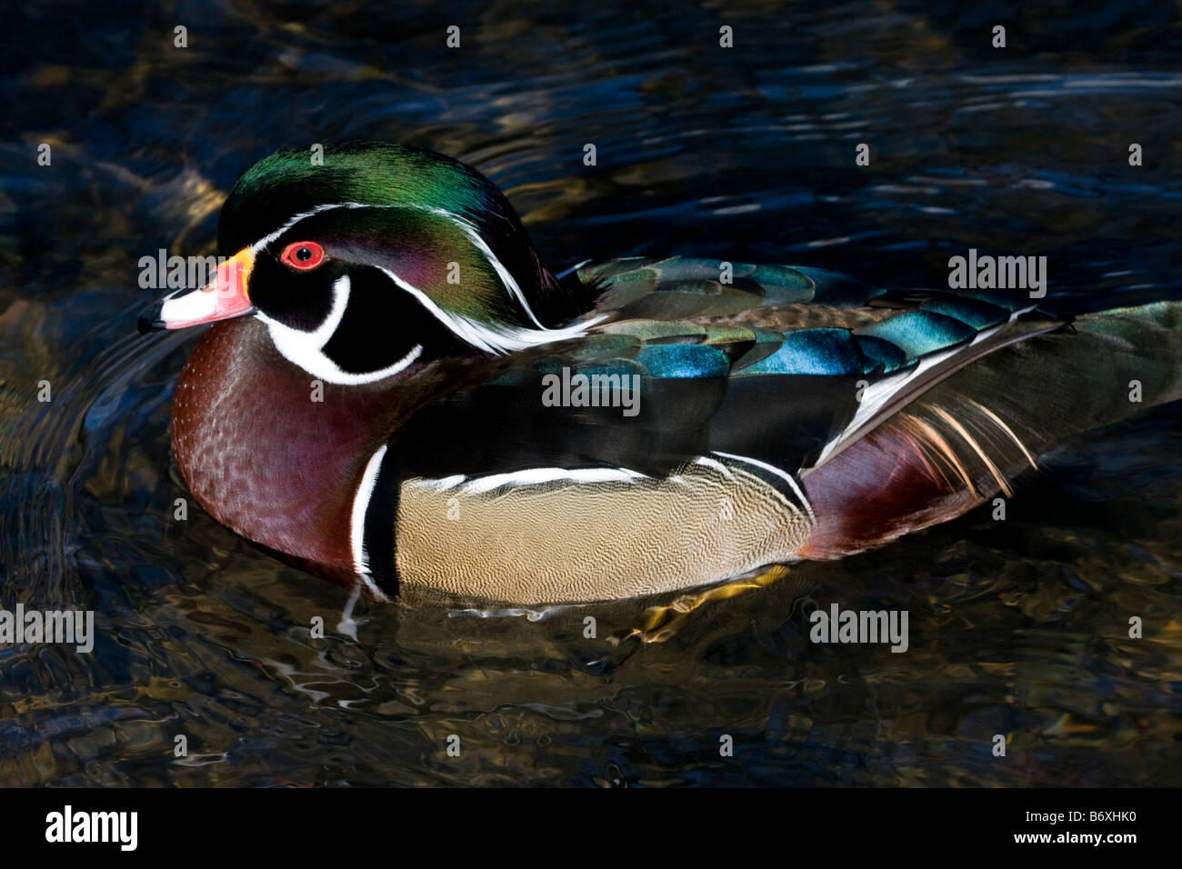 Wood Duck swimming Stock Photo