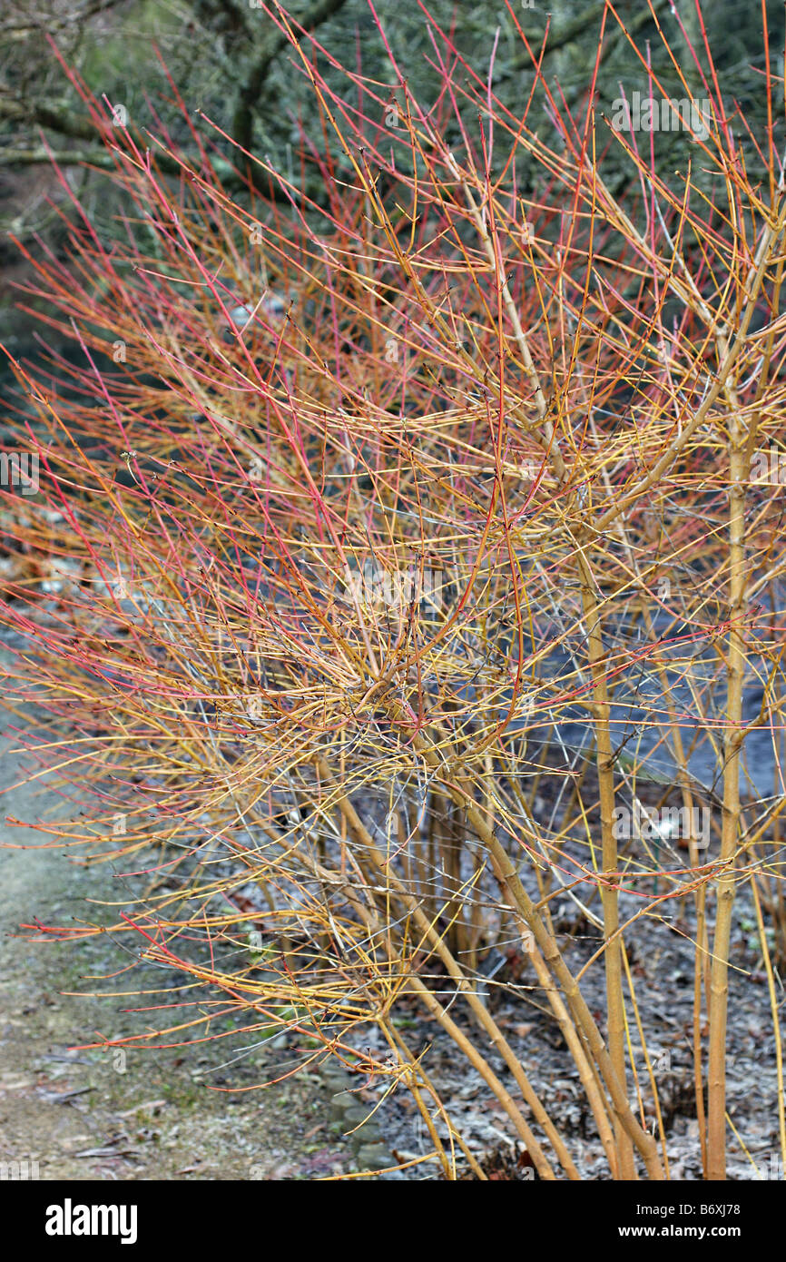 Midwinter fire cornus sanguinea hi-res stock photography and images - Alamy